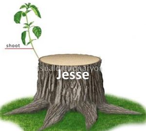 A 'him' pictured as a shoot from the stump